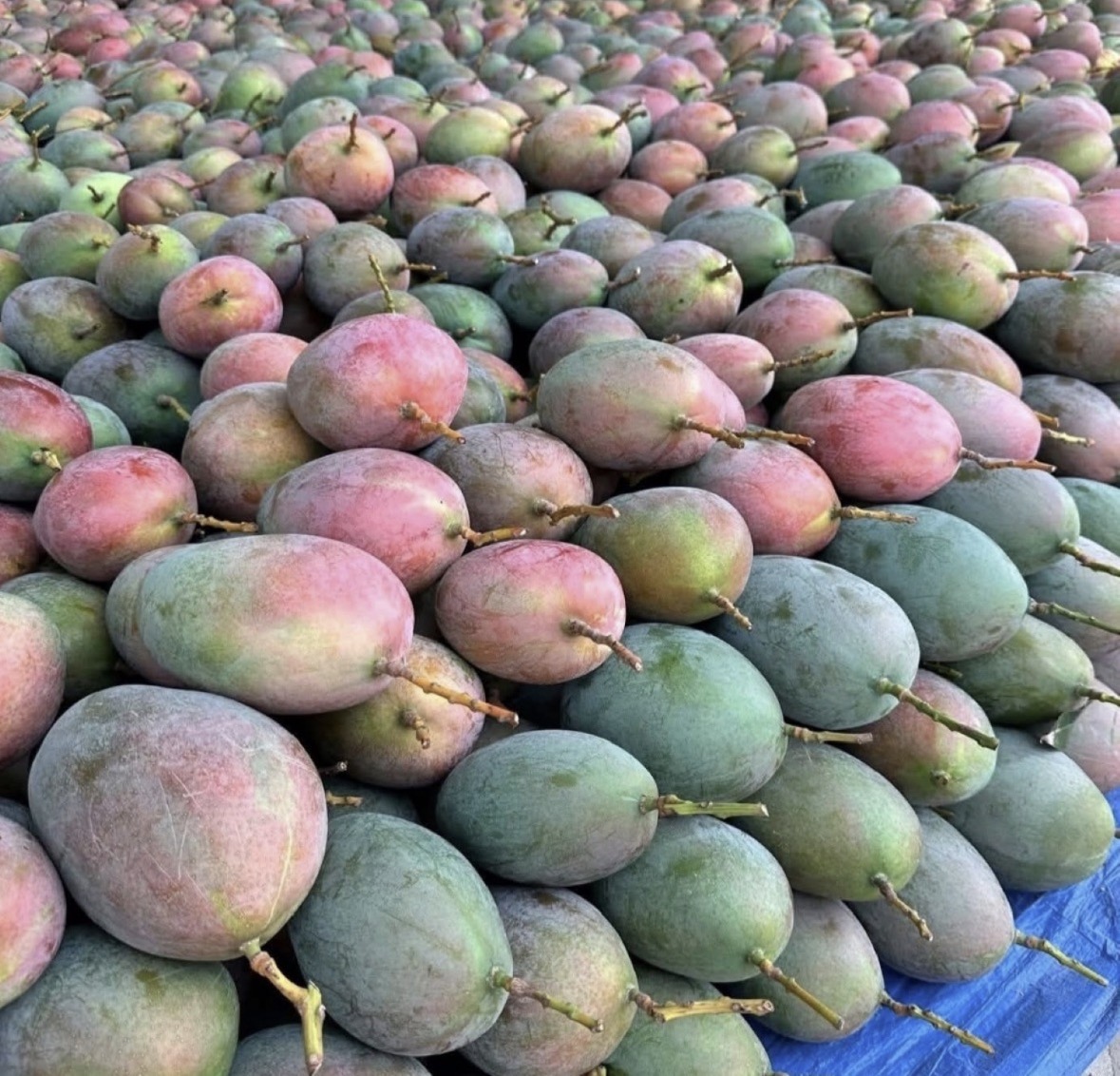 Sweet mango from Senegal best quality